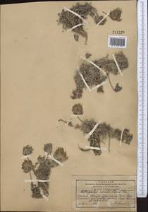 Astragalus nivalis Kar. & Kir., Middle Asia, Pamir & Pamiro-Alai (M2) (Tajikistan)