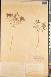 Euphorbia inderiensis Less. ex Kar. & Kir., Middle Asia, Karakum (M6) (Turkmenistan)