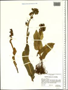 Ligularia glauca (L.) O.Hoffm., Siberia, Altai & Sayany Mountains (S2) (Russia)