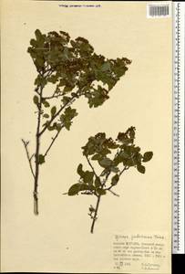 Spiraea ouensanensis H. Lév., Mongolia (MONG) (Mongolia)