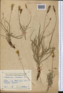 Pseudopodospermum pubescens (DC.) Zaika, Sukhor. & N. Kilian, Middle Asia, Northern & Central Tian Shan (M4) (Kyrgyzstan)