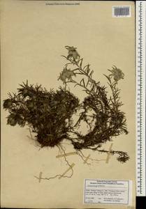 Leontopodium, South Asia, South Asia (Asia outside ex-Soviet states and Mongolia) (ASIA) (China)
