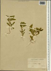 Euclidium syriacum (L.) W. T. Aiton, South Asia, South Asia (Asia outside ex-Soviet states and Mongolia) (ASIA) (Syria)