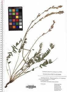 Oxytropis spicata (Pall.) O.Fedtsch. & B.Fedtsch., Eastern Europe, Eastern region (E10) (Russia)