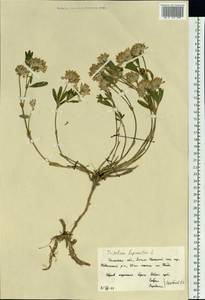 Trifolium lupinaster L., Siberia, Western Siberia (S1) (Russia)