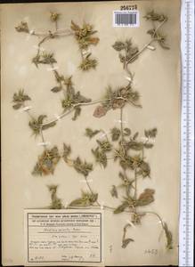 Cousinia prolifera Jaub. & Spach, Middle Asia, Syr-Darian deserts & Kyzylkum (M7) (Kazakhstan)