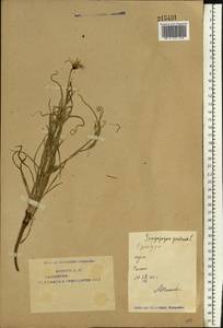 Tragopogon pratensis L., Eastern Europe, Eastern region (E10) (Russia)