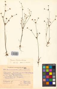 Juncus articulatus subsp. limosus (Vorosch.) Vorosch., Siberia, Russian Far East (S6) (Russia)