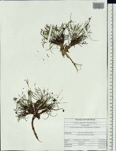 Oxytropis intermedia Bunge, Siberia, Altai & Sayany Mountains (S2) (Russia)