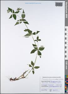 Asperula taurina L., Caucasus, Black Sea Shore (from Novorossiysk to Adler) (K3) (Russia)