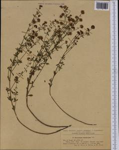 Dorycnium pentaphyllum subsp. herbaceum (Vill.)Rouy, Western Europe (EUR) (Romania)