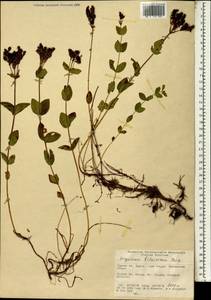 Hypericum bithynicum Boiss., South Asia, South Asia (Asia outside ex-Soviet states and Mongolia) (ASIA) (Turkey)