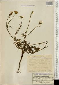 Crepis foetida subsp. rhoeadifolia (M.Bieb.) Čelak., Caucasus, Georgia (K4) (Georgia)