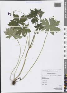 Geranium palustre L., Eastern Europe, Moscow region (E4a) (Russia)