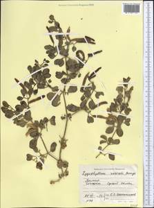 Zygophyllum rosovii Bunge, Middle Asia, Pamir & Pamiro-Alai (M2) (Tajikistan)