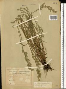 Bromus secalinus L., Eastern Europe, Central forest-and-steppe region (E6) (Russia)