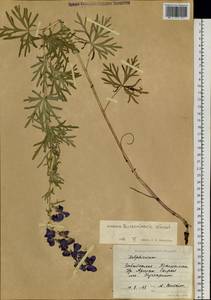 Aconitum turczaninowii Vorosch., Siberia, Baikal & Transbaikal region (S4) (Russia)