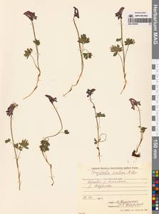 Corydalis arctica Popov, Siberia, Chukotka & Kamchatka (S7) (Russia)