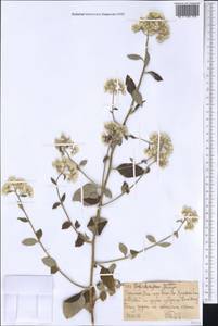 Helichrysum, Africa (AFR) (Ethiopia)