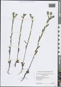 Buglossoides rochelii (Friv.) Stoyanov, Mátis & Sennikov, Eastern Europe, Central forest-and-steppe region (E6) (Russia)