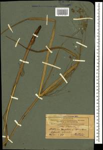 Cyperus longus L., Caucasus, Azerbaijan (K6) (Azerbaijan)