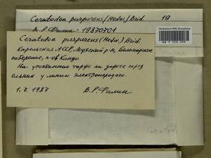 Ceratodon purpureus (Hedw.) Brid., Bryophytes, Bryophytes - Karelia, Leningrad & Murmansk Oblasts (B4) (Russia)