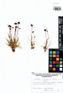 Luzula multiflora subsp. sibirica V.I.Krecz., Siberia, Baikal & Transbaikal region (S4) (Russia)
