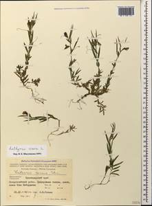 Lathyrus cicera L., Caucasus, Black Sea Shore (from Novorossiysk to Adler) (K3) (Russia)