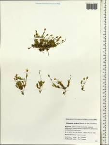 Cherleria arctica (Stev. ex Ser.) comb. ined., Siberia, Baikal & Transbaikal region (S4) (Russia)