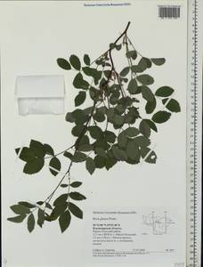 Rosa glauca Pourr., Eastern Europe, Central region (E4) (Russia)