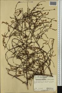 Duma florulenta (Meisn.) T.M.Schust., Australia & Oceania (AUSTR) (Australia)
