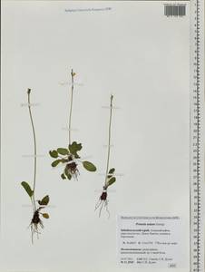 Primula nutans Georgi, Siberia, Baikal & Transbaikal region (S4) (Russia)