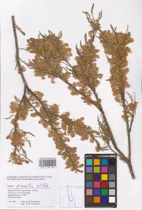 Tamarix gracilis Willd., Middle Asia, Caspian Ustyurt & Northern Aralia (M8) (Kazakhstan)