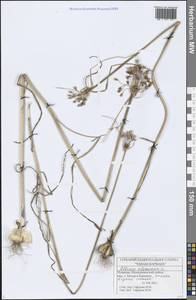 Allium oleraceum L., Eastern Europe, Middle Volga region (E8) (Russia)