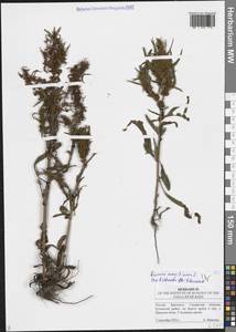 Rumex maritimus L., Eastern Europe, Middle Volga region (E8) (Russia)