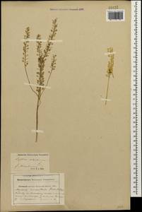 Alyssum alyssoides (L.) L., Caucasus, Krasnodar Krai & Adygea (K1a) (Russia)