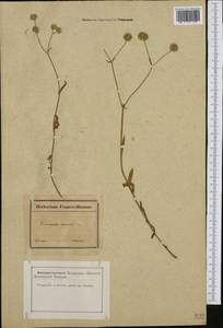 Valerianella coronata (L.) DC., Western Europe (EUR) (France)