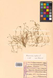 Ranunculus reptans L., Siberia, Russian Far East (S6) (Russia)