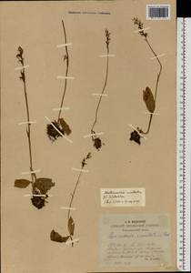 Hemipilia cucullata (L.) Y.Tang, H.Peng & T.Yukawa, Eastern Europe, Middle Volga region (E8) (Russia)