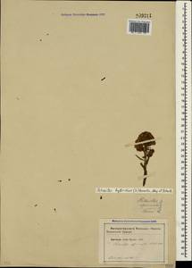 Petasites hybridus (L.) G. Gaertn., B. Mey. & Scherb., Crimea (KRYM) (Russia)