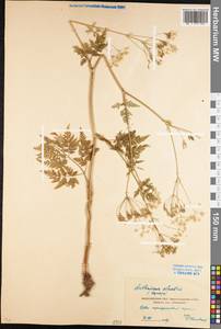 Anthriscus sylvestris (L.) Hoffm., Eastern Europe, Moscow region (E4a) (Russia)