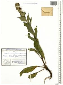 Verbascum ovalifolium Donn. Sm. ex Sims, Crimea (KRYM) (Russia)