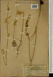 Delphinium szowitsianum Boiss., Caucasus, Armenia (K5) (Armenia)