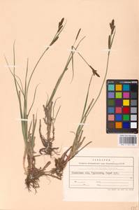 Carex hartmanii Cajander, Eastern Europe, West Ukrainian region (E13) (Ukraine)