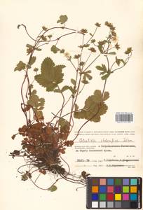 Potentilla stolonifera Lehm. ex Ledeb., Siberia, Chukotka & Kamchatka (S7) (Russia)