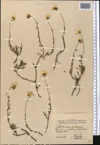 Richteria tianschanica (Krasch.) Sonboli & Oberpr., Middle Asia, Western Tian Shan & Karatau (M3) (Uzbekistan)