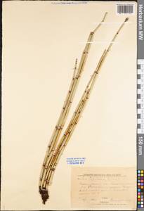 Equisetum hyemale L., Eastern Europe, Lower Volga region (E9) (Russia)
