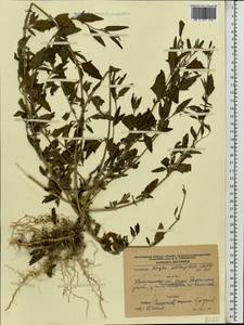 Atriplex oblongifolia Waldst. & Kit., Eastern Europe, Central region (E4) (Russia)