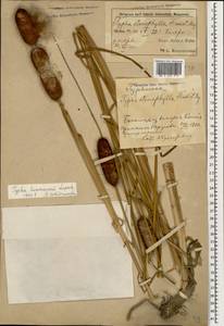 Typha laxmannii Lepech., Caucasus, Azerbaijan (K6) (Azerbaijan)