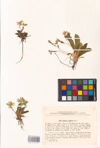 Primula vulgaris Huds., Caucasus, Abkhazia (K4a) (Abkhazia)